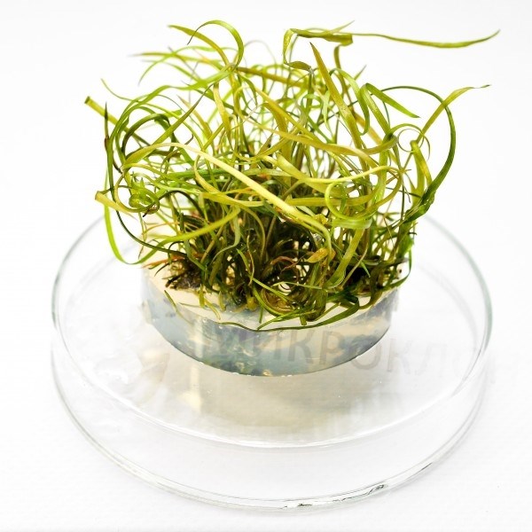 Cryptocoryne crispatula var. tonkinensis (Криптокорина тонкиненсис) - меристемное растение для аквариума 821.631.1.11 - фото 31724