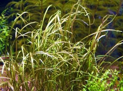 Cryptocoryne crispatula var. tonkinensis (Криптокорина тонкиненсис) - меристемное растение для аквариума 821.631.1.11 - фото 31725