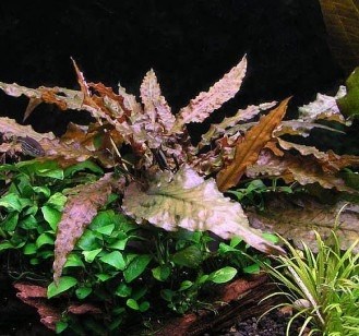 Cryptocoryne wendtii "Mi Oya" (Криптокорина вендта «Ми Ойя») - меристемное растение для аквариума 821.451.1.11 - фото 31727