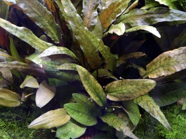 Cryptocoryne wendtii "Tropica" (Криптокорина Вендта "Тропика") - меристемное растение для аквариума 821.441.1.11 - фото 31729