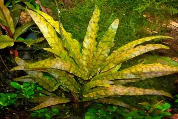Cryptocoryne wendtii "Tropica" (Криптокорина Вендта "Тропика") - меристемное растение для аквариума 821.441.1.11 - фото 31730