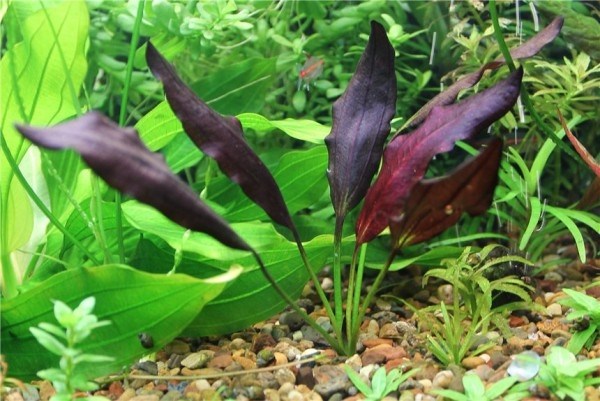 Echinodorus "Aflame" (Эхинодорус "Афлейм") - меристемное растение для аквариума 821.511.1.11 - фото 31732