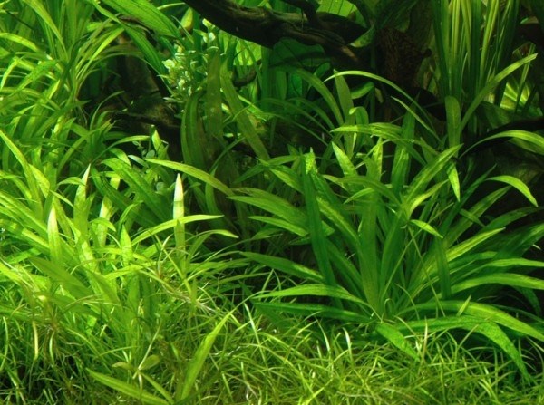 Echinodorus quadricostatus (Эхинодорус квадрикостатус) - меристемное растение для аквариума 821.251.1.11 - фото 31737