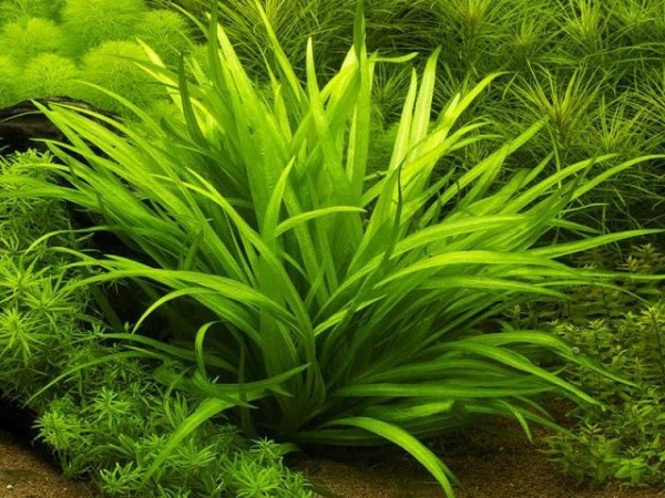 Echinodorus quadricostatus (Эхинодорус квадрикостатус) - меристемное растение для аквариума 821.251.1.11 - фото 31738