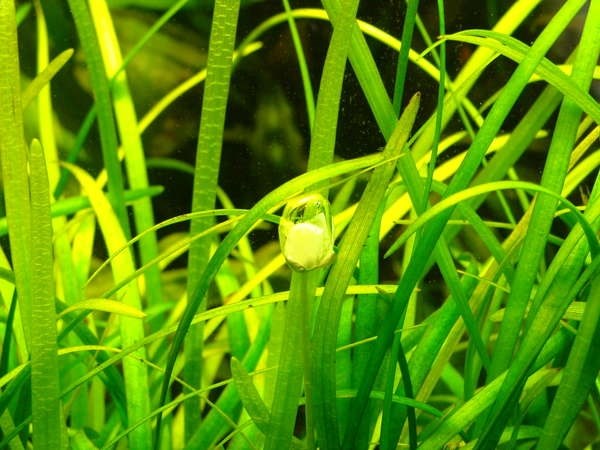 Echinodorus tenellus (Эхинодорус тенеллюс) - меристемное растение для аквариума 821.041.1.11 - фото 31740