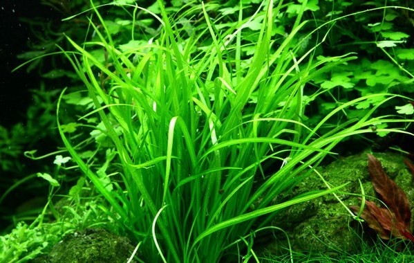 Echinodorus tenellus (Эхинодорус тенеллюс) - меристемное растение для аквариума 821.041.1.11 - фото 31741