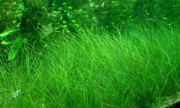 Eleocharis parvula (Элеохарис парвула) - меристемное растение для аквариума 821.301.1.11 - фото 31744