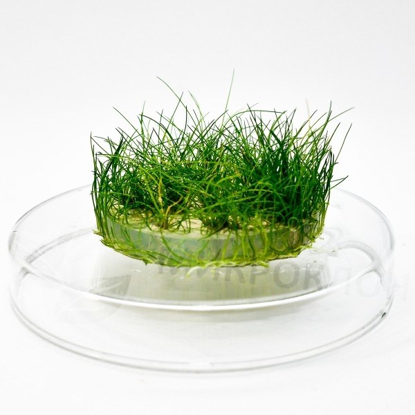 Eleocharis parvula mini (Элеохарис парвула мини) - меристемное растение для аквариума 821.621.1.11 - фото 31746
