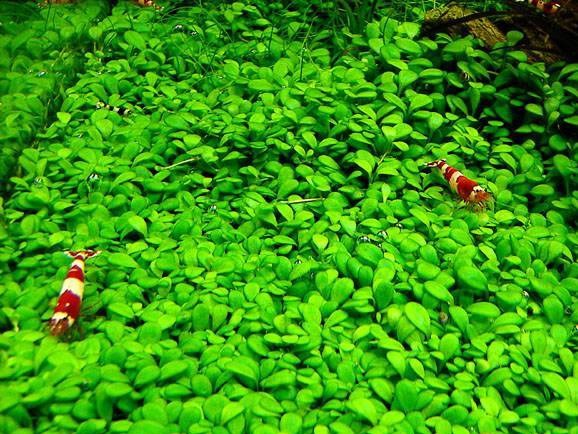 Glossostigma elatinoides (Глоссостигма элатиноидес) - меристемное растение для аквариума 821.151.1.11 - фото 31750