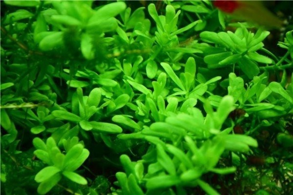 Hedyotis salzmanii (Хедиотис зальцмана) - меристемное растение для аквариума 821.461.1.11 - фото 31752