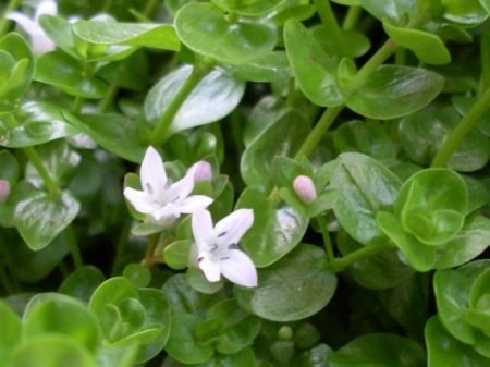 Hedyotis salzmanii (Хедиотис зальцмана) - меристемное растение для аквариума 821.461.1.11 - фото 31753