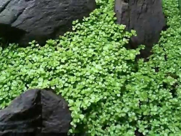 Hemianthus callitrichoides "Cuba" (Хемиантус каллитрихоидес "Куба") - меристемное растение для аквариума 821.061.1.11 - фото 31755