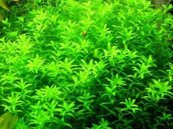 Hemianthus micranthemoides (Хемиантус микрантемоидес) - меристемное растение для аквариума 821.311.1.11 - фото 31759