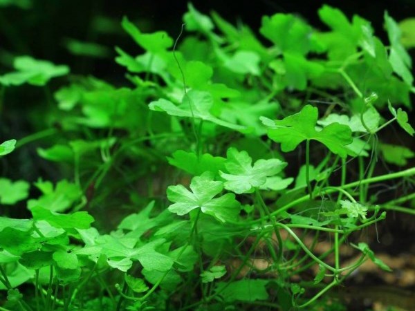 Hydrocotyle tripartita (Гидрокотила трипартита) - меристемное растение для аквариума 821.211.1.11 - фото 31766