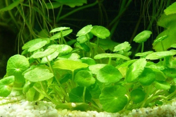Hydrocotyle verticillata (Гидрокотила вертикальная) - меристемное растение для аквариума 821.361.1.11 - фото 31769