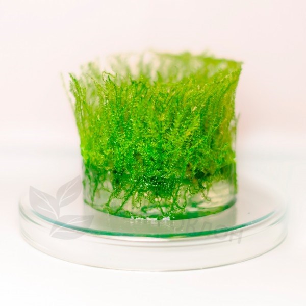 Leptodictyum riparium "Stringy" (Лептодиктиум рипариум "Стринги") - меристемное растение для аквариума 821.401.1.11 - фото 31774