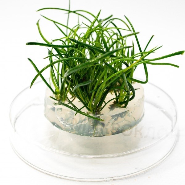 Littorella uniflora (Литторелла Унифлора) - меристемное растение для аквариума 821.611.1.11 - фото 31781