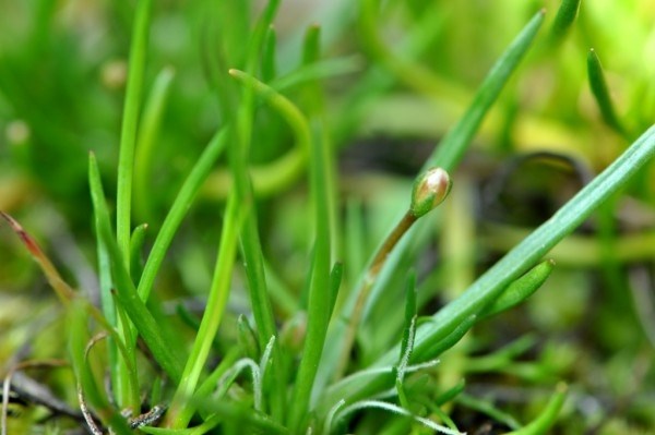 Littorella uniflora (Литторелла Унифлора) - меристемное растение для аквариума 821.611.1.11 - фото 31782