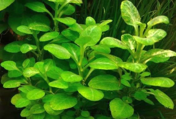 Lobelia cardinalis (Лобелия кардиналис) - меристемное растение для аквариума 821.241.1.11 - фото 31785