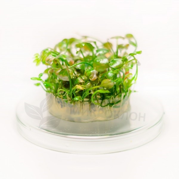 Marsilea hirsuta (Марсилия хирсута) - меристемное растение для аквариума 821.171.1.11 - фото 31788