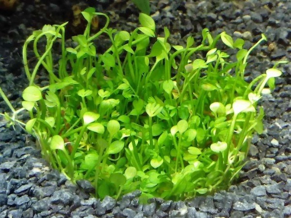 Marsilea hirsuta (Марсилия хирсута) - меристемное растение для аквариума 821.171.1.11 - фото 31789