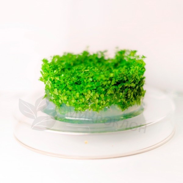 Micranthemum tweediei "Monte Carlo" (Микрантемум "Монте Карло") - меристемное растение для аквариума 821.091.1.11 - фото 31791