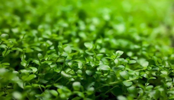 Micranthemum tweediei "Monte Carlo" (Микрантемум "Монте Карло") - меристемное растение для аквариума 821.091.1.11 - фото 31792