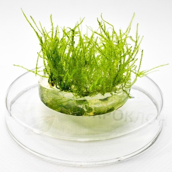 Moss sp. "Giant Soufh America" (Мох "Большая Южная Америка") - меристемное растение для аквариума 821.601.1.11 - фото 31795