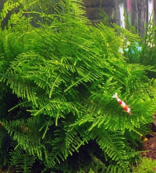 Moss sp. "Giant Soufh America" (Мох "Большая Южная Америка") - меристемное растение для аквариума 821.601.1.11 - фото 31796