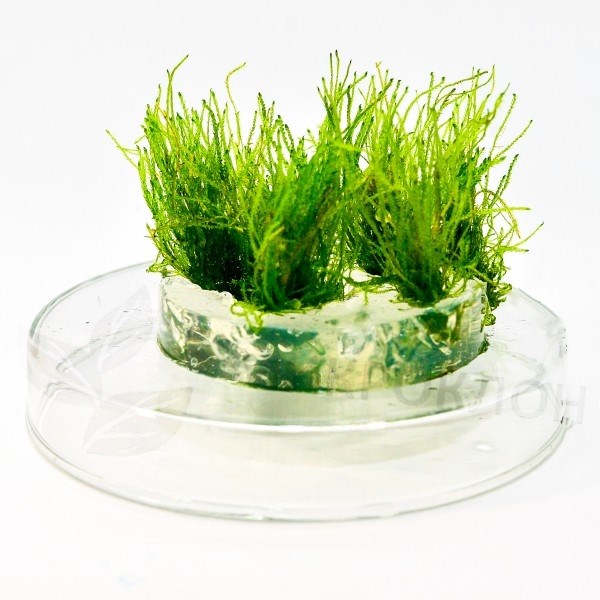 Moss sp. "Thamarassery" (Мох "Тамарассер") - меристемное растение для аквариума 821.551.1.11 - фото 31798
