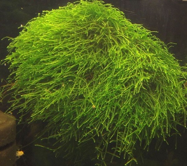 Moss sp. "Thamarassery" (Мох "Тамарассер") - меристемное растение для аквариума 821.551.1.11 - фото 31799