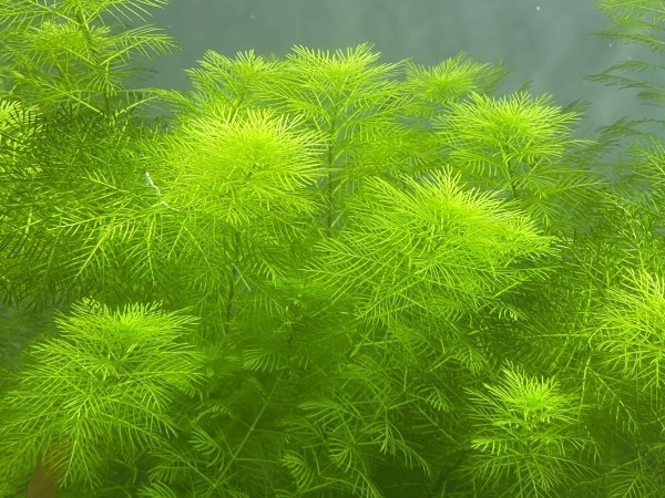 Myriophyllum mattogrossence (Мириофиллум маттогроссенс) - меристемное растение для аквариума 821.321.1.11 - фото 31802