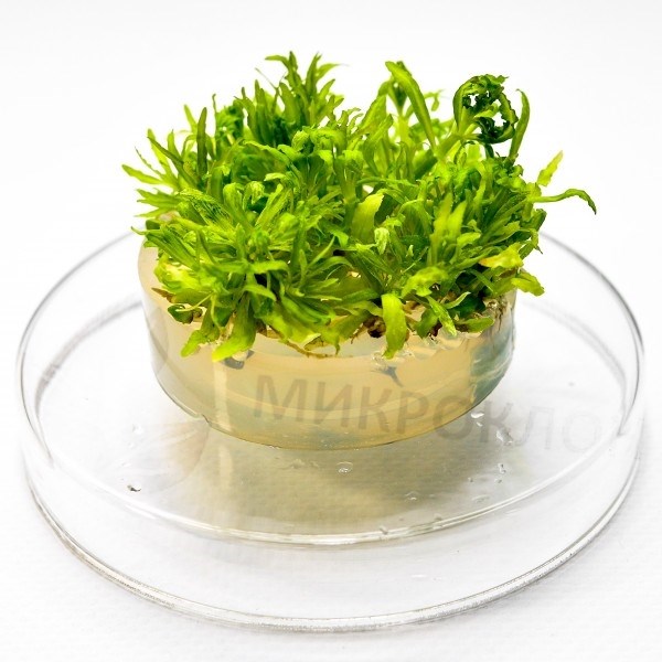 Pogostemon helferi (Погостемон хелфера) - меристемное растение для аквариума 821.231.1.11 - фото 31805