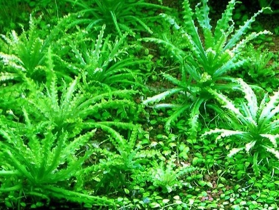 Pogostemon helferi (Погостемон хелфера) - меристемное растение для аквариума 821.231.1.11 - фото 31806