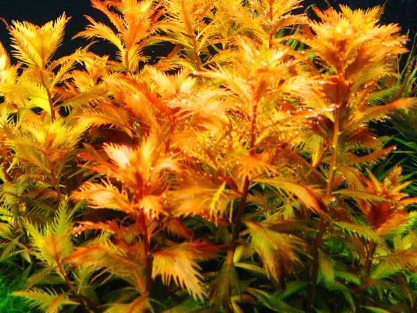 Proserpinaca palustris (Прозерпинака палюстрис) - меристемное растение для аквариума 821.161.1.11 - фото 31810