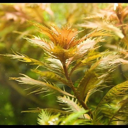 Proserpinaca palustris (Прозерпинака палюстрис) - меристемное растение для аквариума 821.161.1.11 - фото 31811