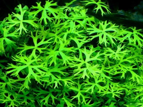 Ranunculus inundatus (Ранункулус инундатус) - меристемное растение для аквариума 821.341.1.11 - фото 31813