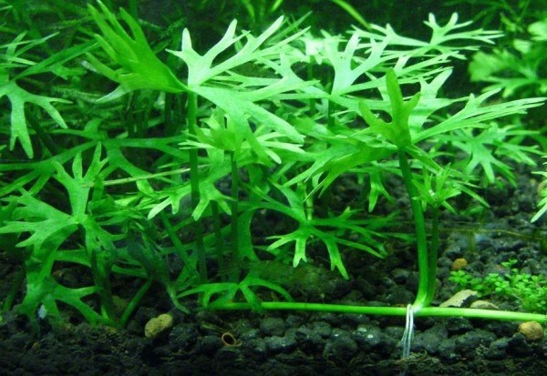 Ranunculus inundatus (Ранункулус инундатус) - меристемное растение для аквариума 821.341.1.11 - фото 31814