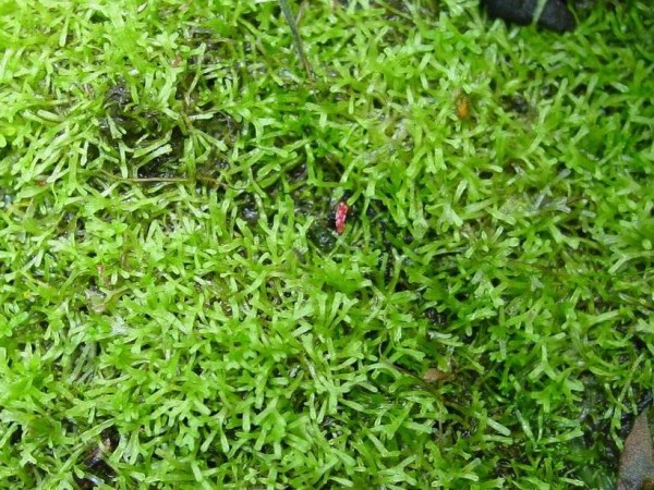 Riccia fluitans (Риччия флуитанс) - меристемное растение для аквариума 821.351.1.11 - фото 31816