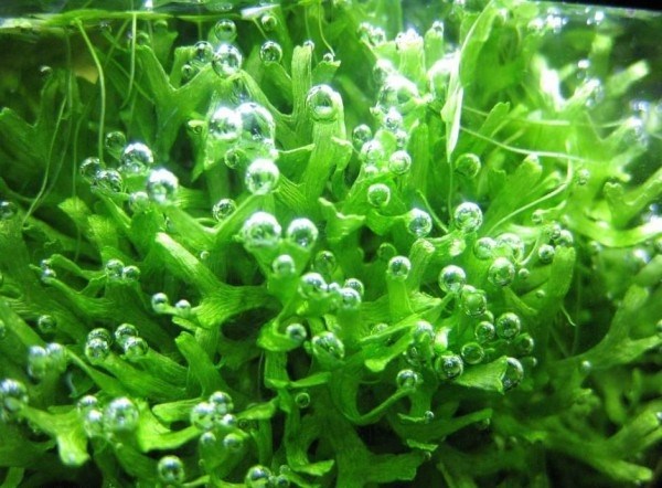 Riccia fluitans (Риччия флуитанс) - меристемное растение для аквариума 821.351.1.11 - фото 31817