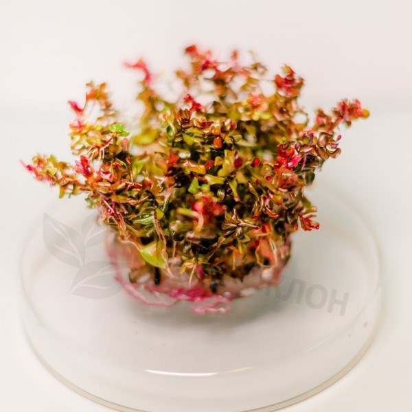 Rotala macrandra (Ротала макрандра (крупнотычинковая)) - меристемное растение для аквариума 821.121.1.11 - фото 31819