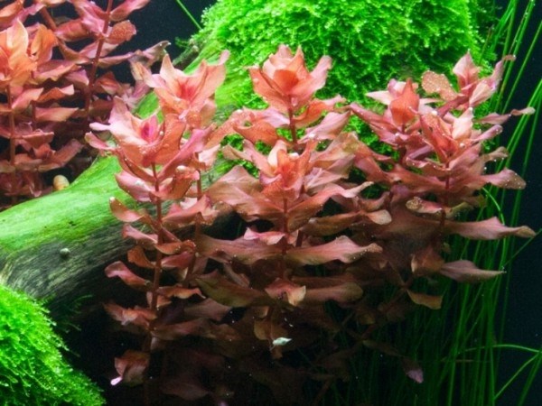 Rotala macrandra (Ротала макрандра (крупнотычинковая)) - меристемное растение для аквариума 821.121.1.11 - фото 31820