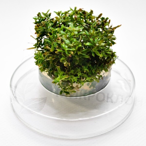 Rotala rotundifolia "H'Ra" (Ротала круглолистная "H’Ra") - меристемное растение для аквариума 821.581.1.11 - фото 31824