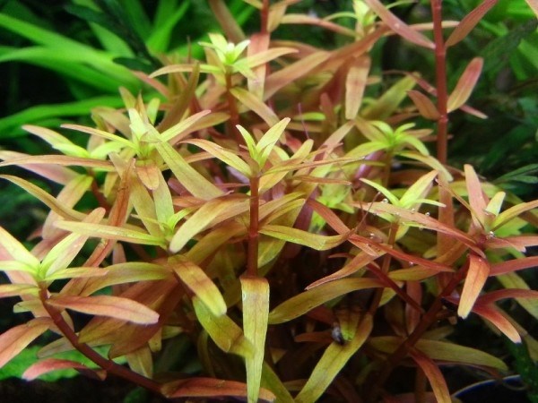 Rotala rotundifolia "H'Ra" (Ротала круглолистная "H’Ra") - меристемное растение для аквариума 821.581.1.11 - фото 31825