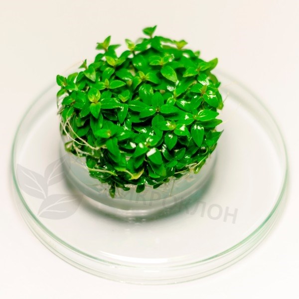Staurogyne repens (Стаурогина Репенс) - меристемное растение для аквариума 821.131.1.11 - фото 31832