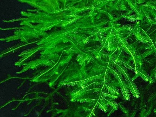 Taxiphyllum sp. "Spiky " (Таксифиллум "Спайки" (Колючий мох)) - меристемное растение для аквариума 821.371.1.11 - фото 31835