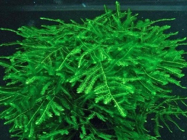 Taxiphyllum sp. "Spiky " (Таксифиллум "Спайки" (Колючий мох)) - меристемное растение для аквариума 821.371.1.11 - фото 31836