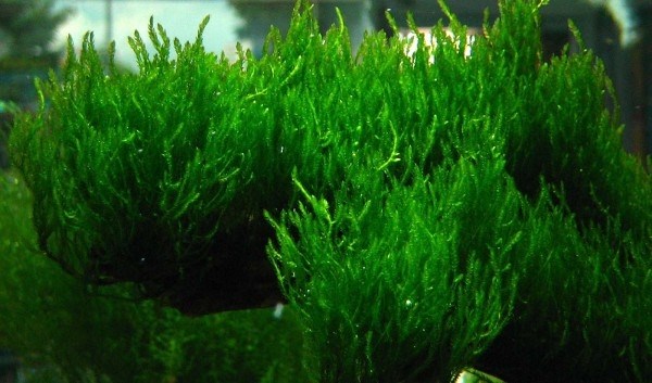 Taxiphyllum sp. "Flame", (Flame moss) (Таксифиллум "Флейм" (Мох Пламя)) - меристемное растение для аквариума 821.291.1.11 - фото 31838