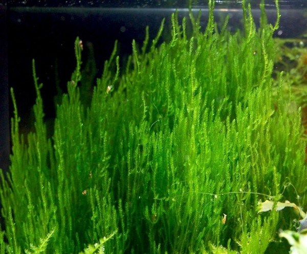 Taxiphyllum sp. "Flame", (Flame moss) (Таксифиллум "Флейм" (Мох Пламя)) - меристемное растение для аквариума 821.291.1.11 - фото 31839