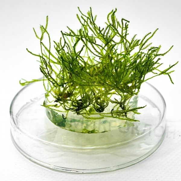 Taxiphyllum sp. "Peacock" (Таксифиллум Пиакок (Павлиный мох)) - меристемное растение для аквариума 821.671.1.11 - фото 31841